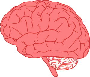 brain-155656_960_720